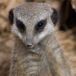 1/400 sec at F5.5, ISO 100 at 400mm
