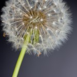 3.2 secs at f32, ISO 100 at 100mm