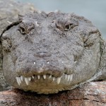 Crocodile at Ranganathittu Sanctuary