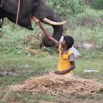 Boy from tribal village feeding elephant
