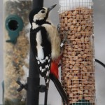 Great Spotted Woodpecker