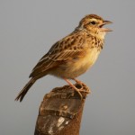 Indian Bush Lark