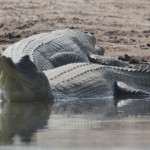 Gharial