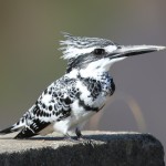 Pied Kingfisher